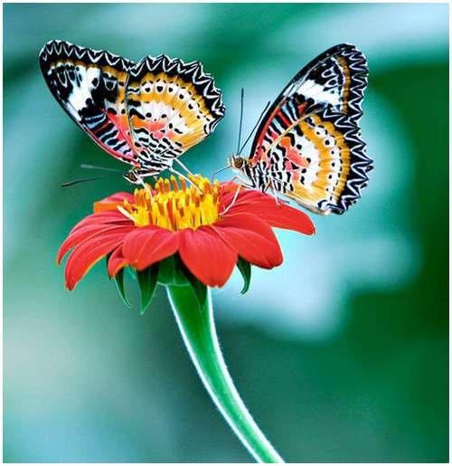 farfalle-su-gerbera
