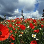 champs-de-coquelicots