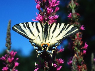 Papillon-1