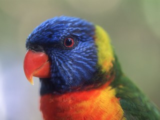 Parrot rainbow face-1