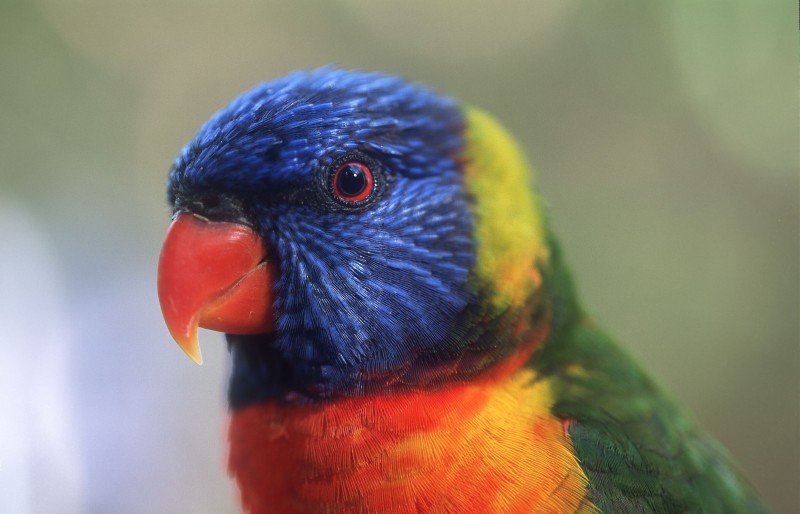parrot-rainbow-face-1