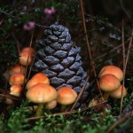 pomme-de-pin-champignons