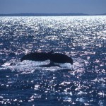 whale-tail-1-hervey-bay-ausc