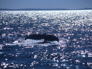 Whale tail 1 - Hervey bay - Ausc
