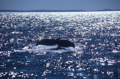 whale-tail-1-hervey-bay-ausc