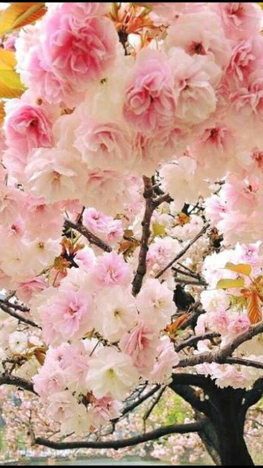 screenshot_2016-04-16-08-35-32-2