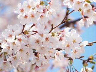 beauty-spring-tree-flower-nature-wallpaper-424677
