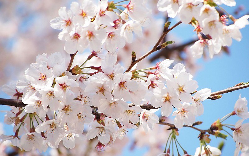 beauty-spring-tree-flower-nature-wallpaper-424677