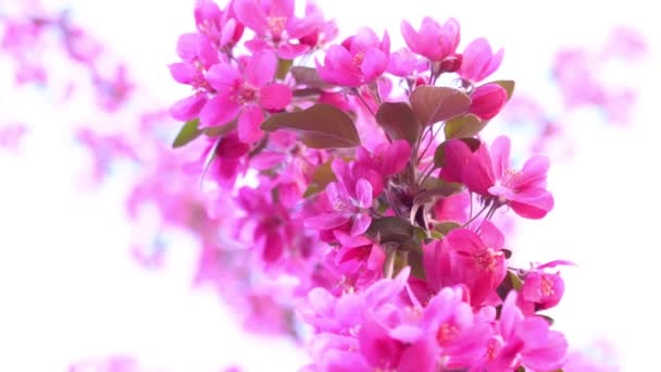 depositphotos_195362232-stock-video-pink-tree-in-daylight-branches