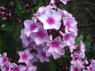 encore-une-belle-fleur