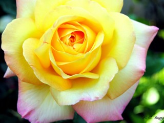 sublime-fleur-rose-jaune-et-rose-2