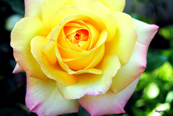 sublime-fleur-rose-jaune-et-rose-2