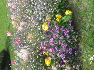 20150425_Fleurs2