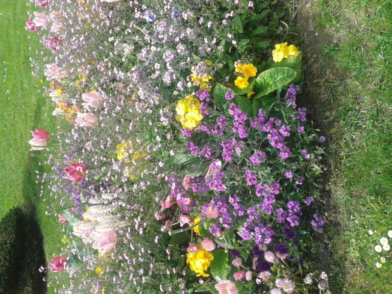20150425_fleurs2