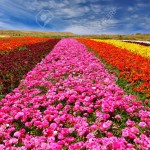 24509026-incroyablement-beaux-champs-de-fleurs-multicolores-renoncules-de-jardin-renoncules-des-couleurs-de-c-banque-dimages