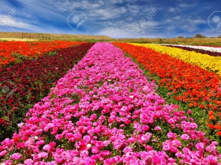 24509026-Incroyablement-beaux-champs-de-fleurs-multicolores-renoncules-de-jardin-renoncules-des-couleurs-de-c-Banque-d'images