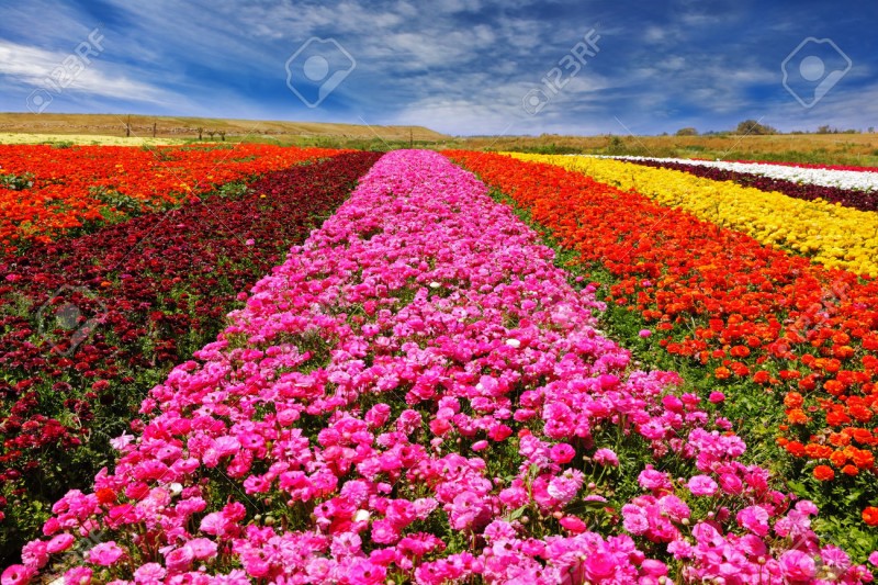 24509026-incroyablement-beaux-champs-de-fleurs-multicolores-renoncules-de-jardin-renoncules-des-couleurs-de-c-banque-dimages