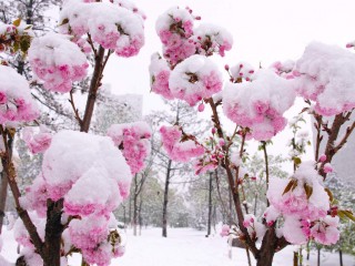 FleursNeige