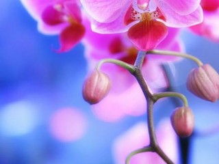 FleursRoseBleu