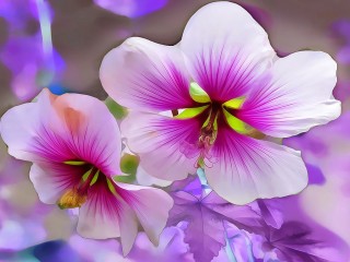 Fleurs RoseVIolet_1