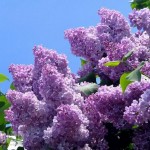 lilas