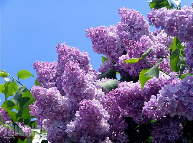 lilas