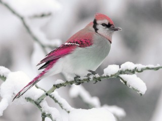 Neige-oiseaux-bleus