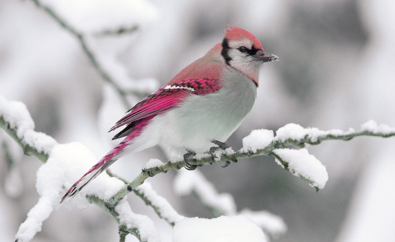 neige-oiseaux-bleus