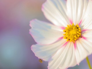 fleur5