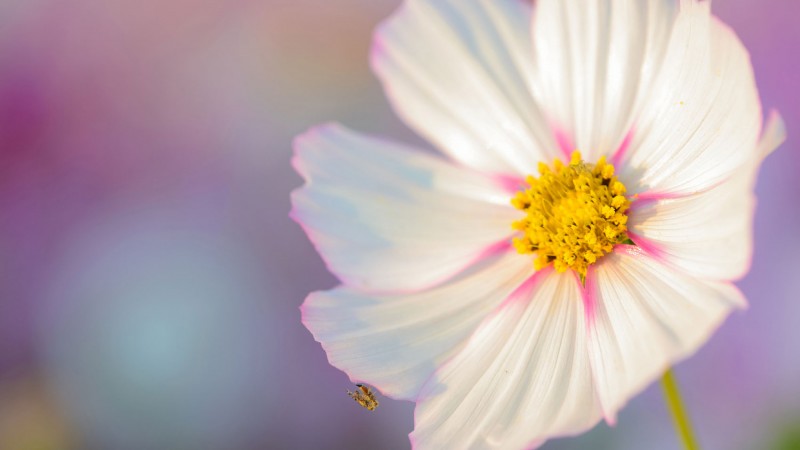 fleur5