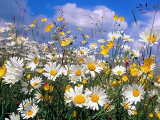 fleurs2