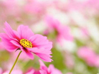 fleurs3
