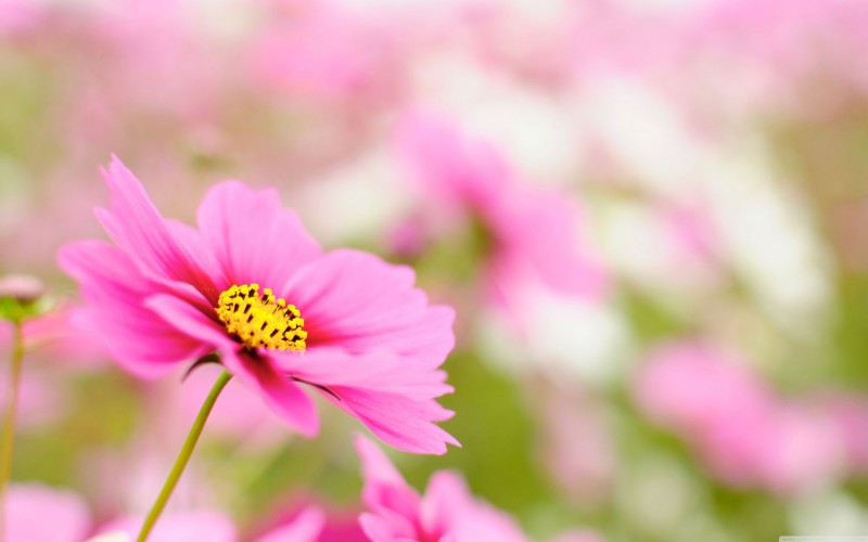 fleurs3