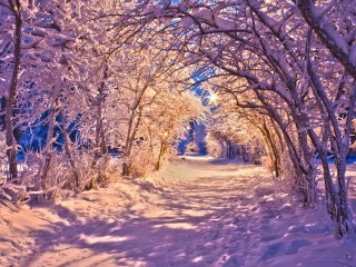 landscapes-nature-winter-snow-trees-wallpaper-1