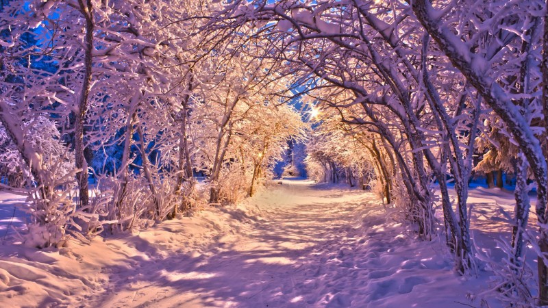 landscapes-nature-winter-snow-trees-wallpaper-1