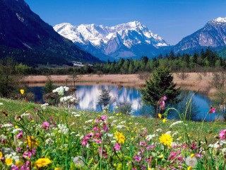 montagneFleurs2