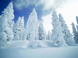 neigeSapins_3