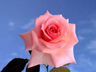 rose1